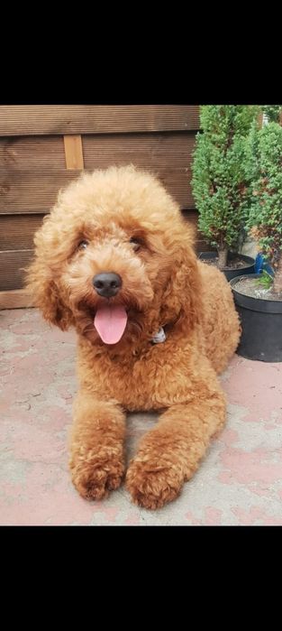 Cockapoo Pies GUFI