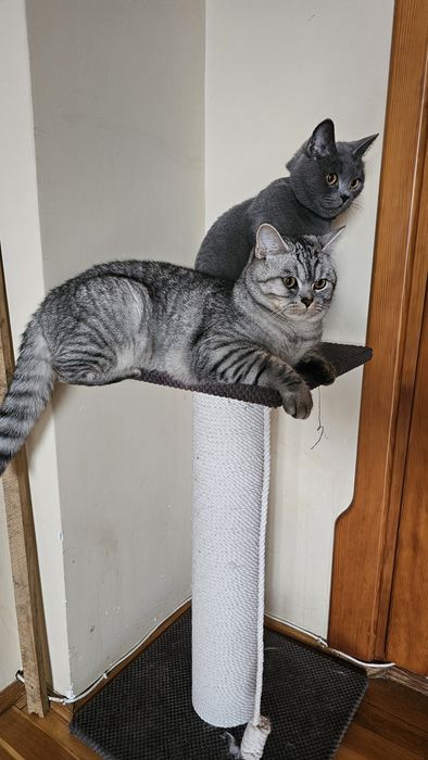 Шотландський котик