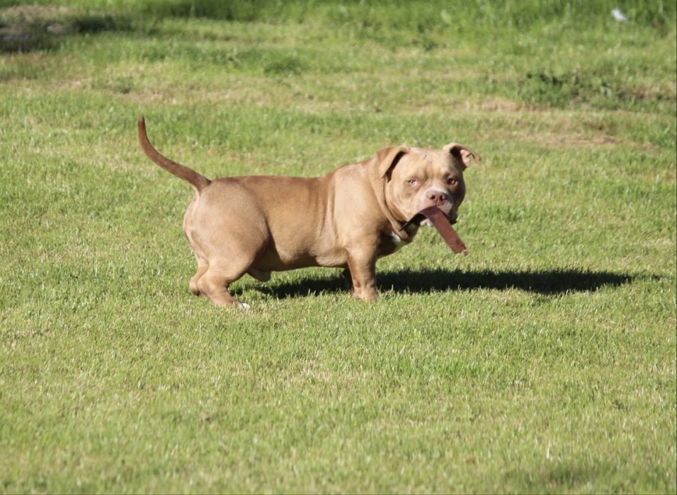 American bully samiwc 6 miesiecy