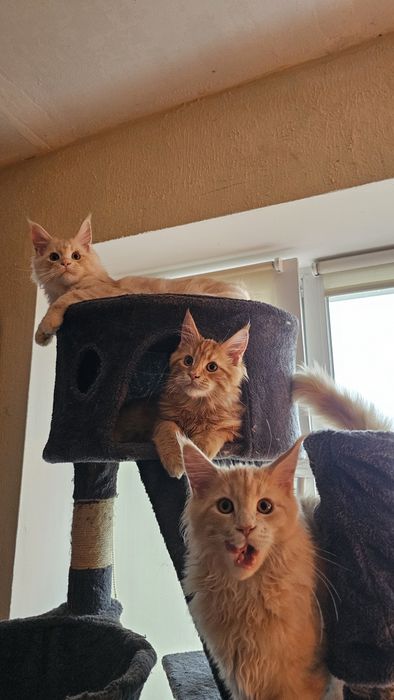 Котик породы мейн-кун