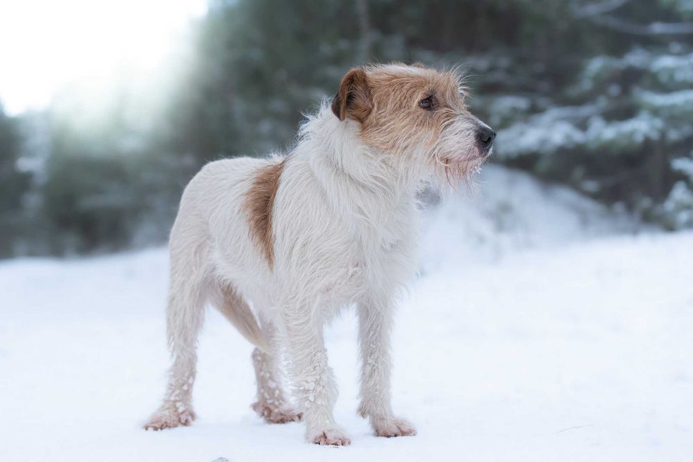 ARKA - czy ktoś w końcu mnie pokocha?