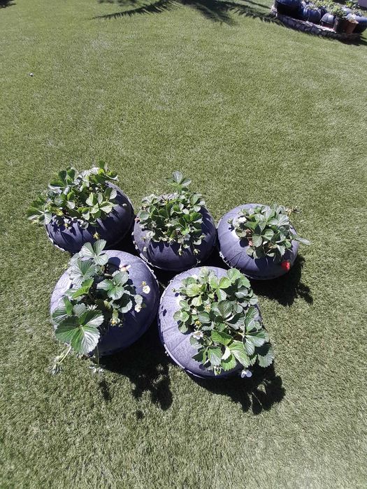 Morangueiros Biológicos envasados