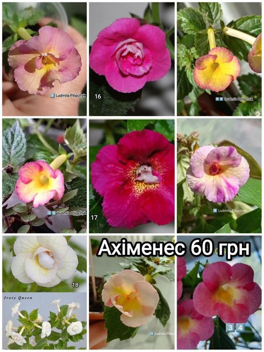 Кімнатні рослини