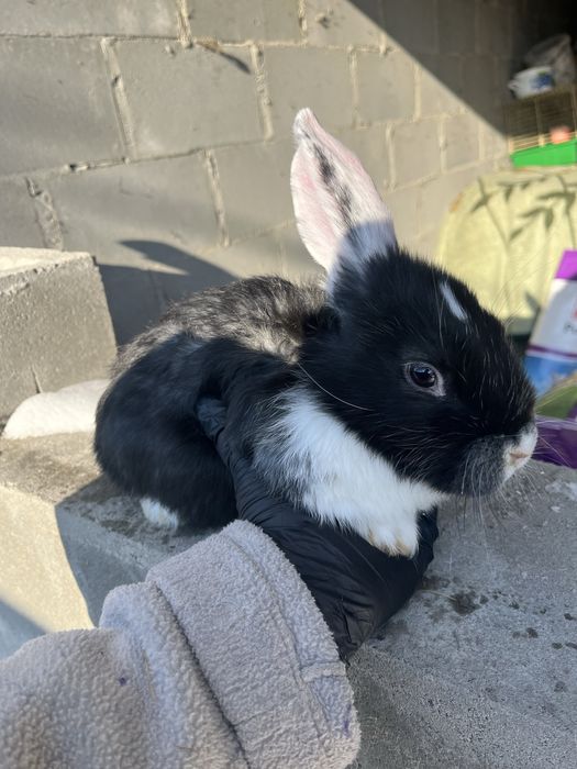 Кролики на годівлю