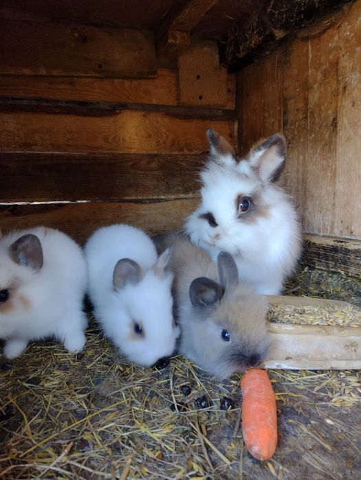 Królik miniaturka lewki  młode