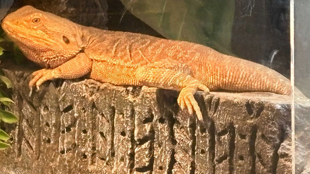 Agama brodata z terrarium