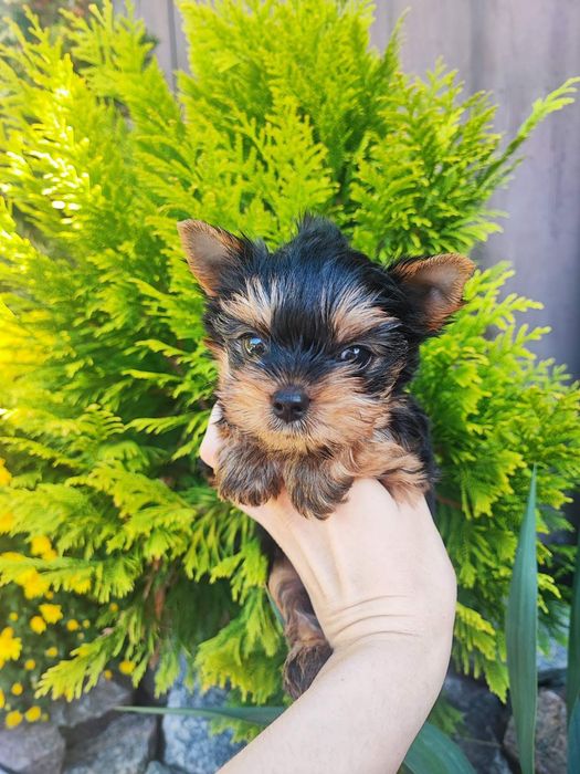 Красивая девочка мини Одесса