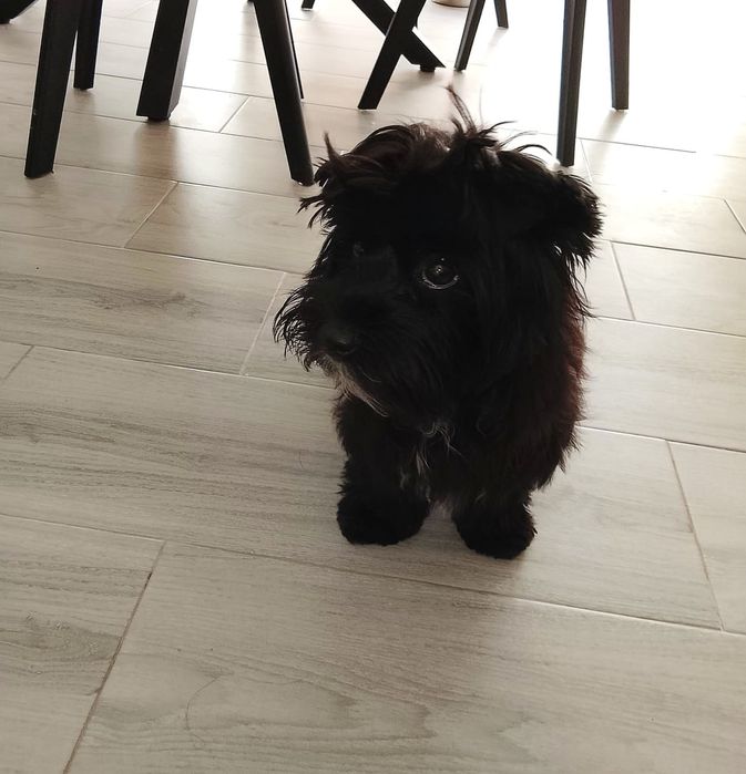 Femea Yorkshire Terrier