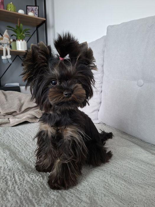 Yorkshire terrier