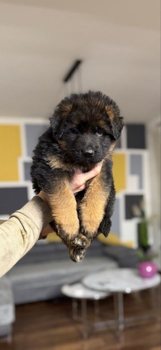 Szczeniak rasy owczarek niemiecki