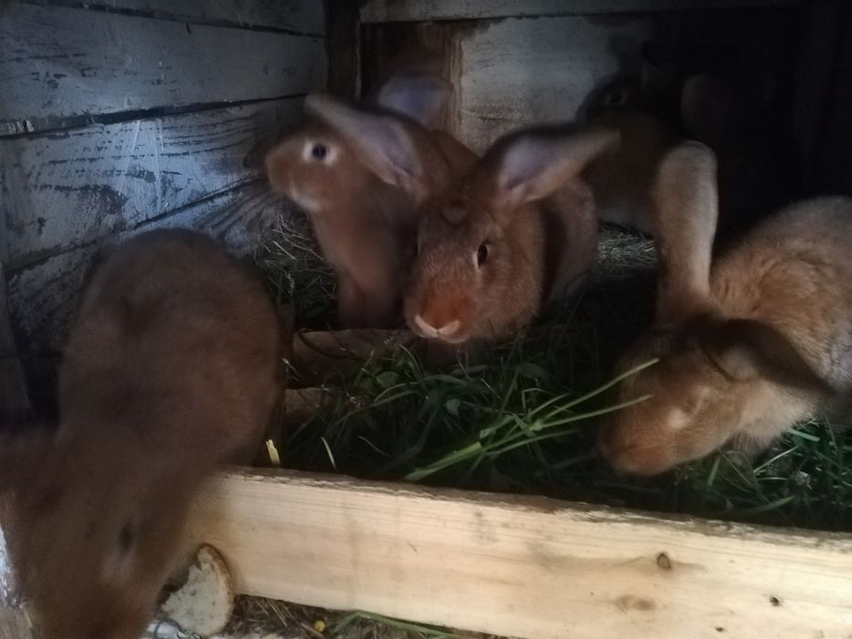 Króliki do dalszego chowu
