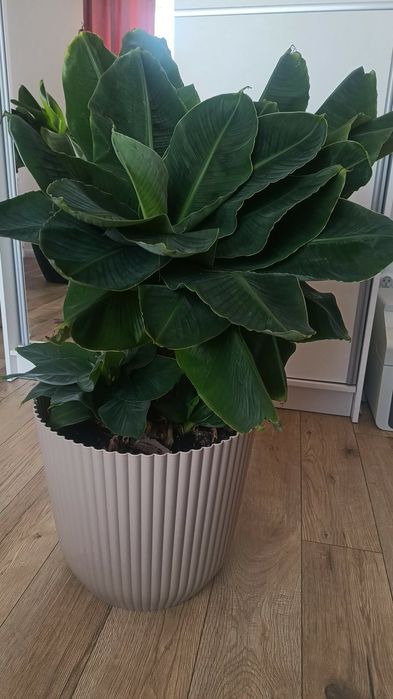 Bananowiec karłowaty w doniczce, Piękny 90cm