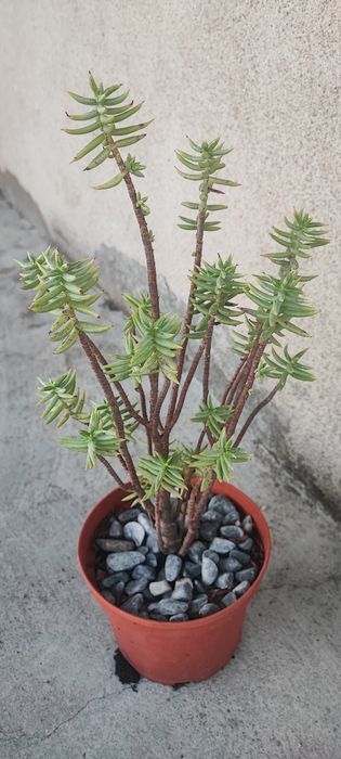 Planta suculenta cato
