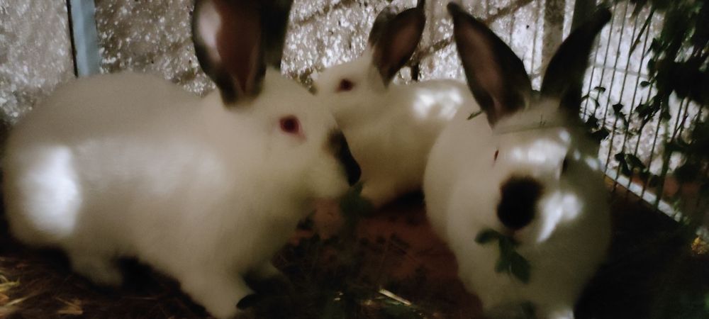 Króliki Kalifornijskie