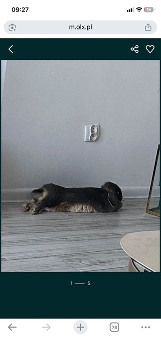 Piękny królik mini lop