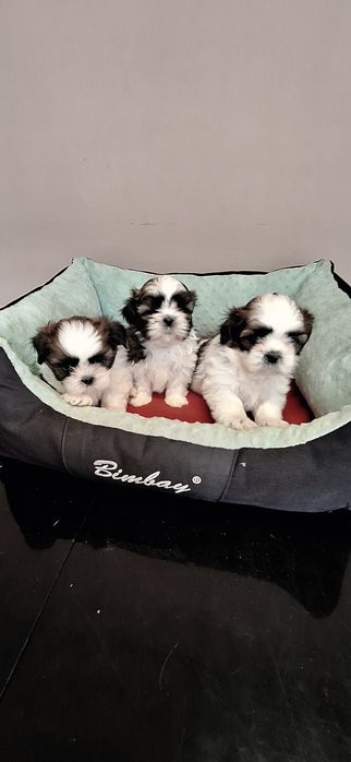 Shih Tzu suczki.