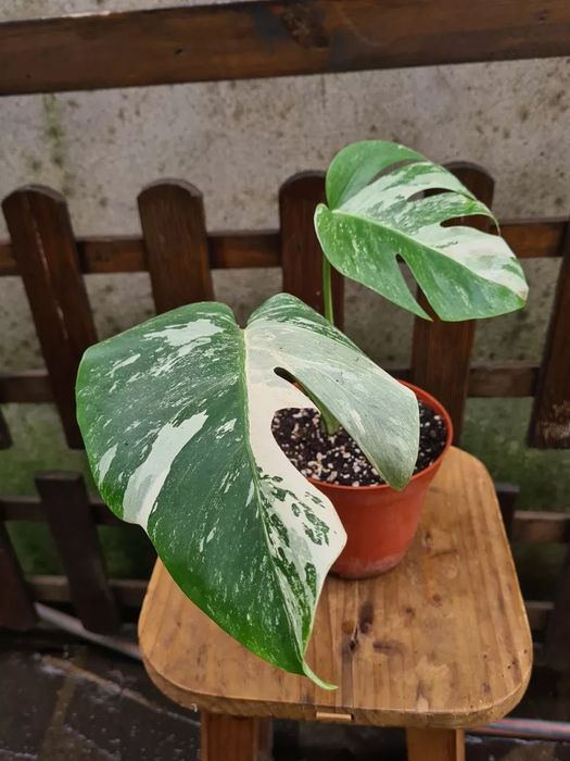 Monstera deliciosa Albo Borsigiana - Monstera Variegata