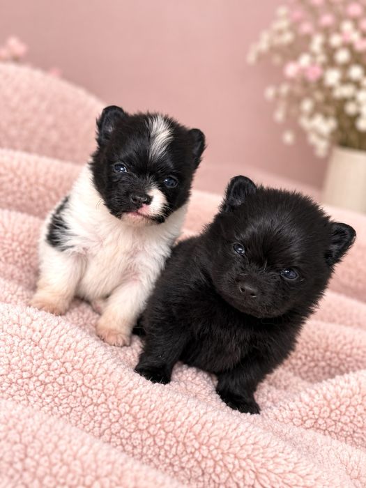 Szpic Miniaturowy Pomeranian