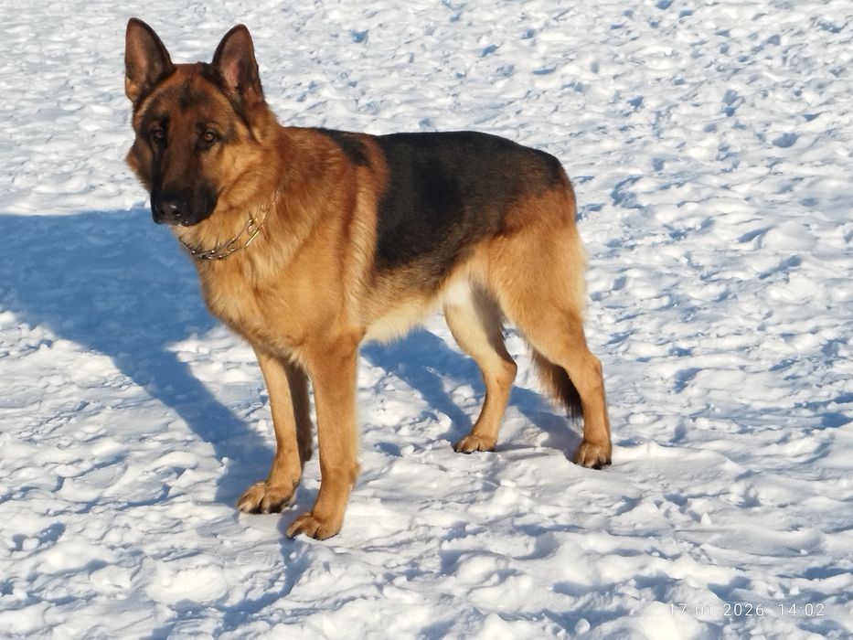 Кобель немецкая овчарка мальчик (вязка)