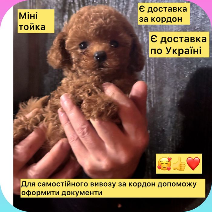 Ласкаве сонечко !міні тойка !Беби фейс!