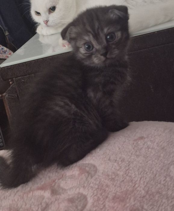 Scottish fold smoke femea
