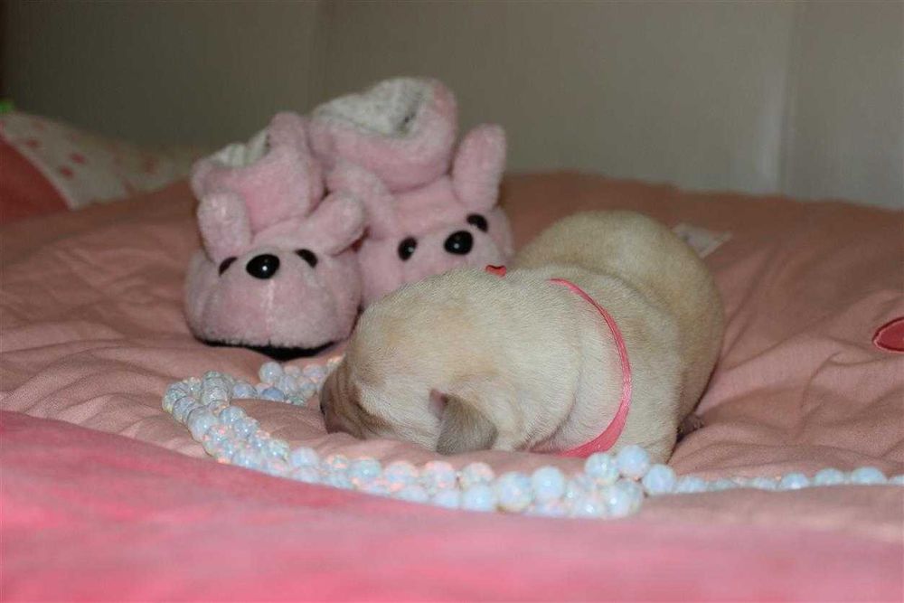 Лабрадор ретривер Клубные щенки