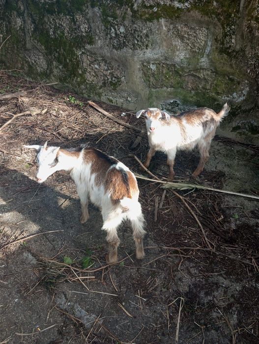 Vendo 2 cabras 3 meses fêmeas