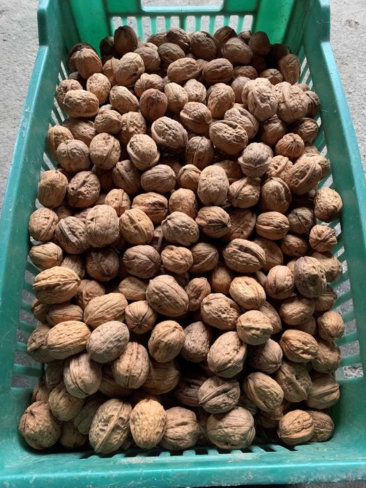 Nozes caseiras 4€/kg