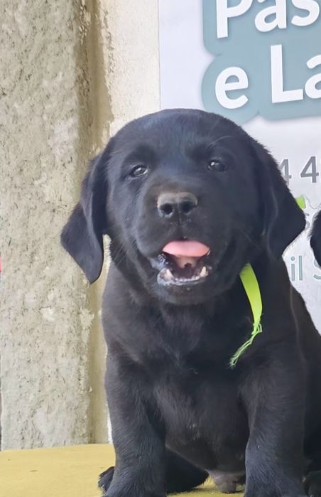 Labrador retriever Cachorro com pedigre