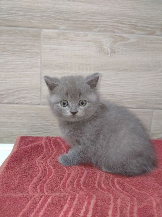 Британські малюки!