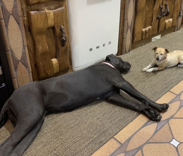 Cachorro cane corso  cinzento com Lop