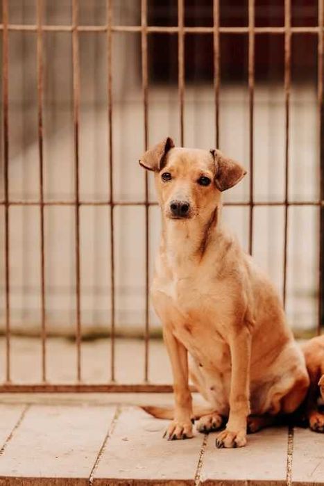 7kilogramowa Bryska potrzebuje cierpliwości i delikatności.Adoptujesz?