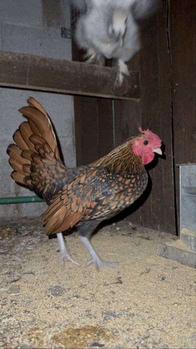 Faisoes dourados e prateados