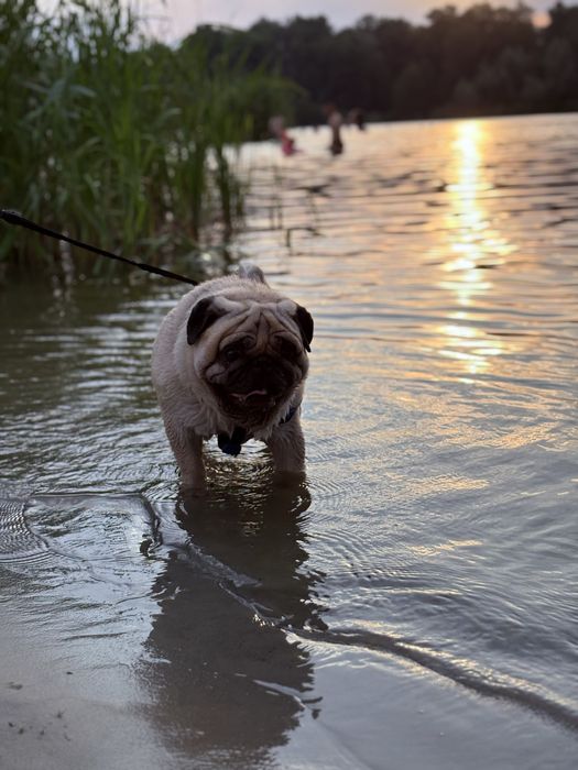 Вязка собак породы мопс