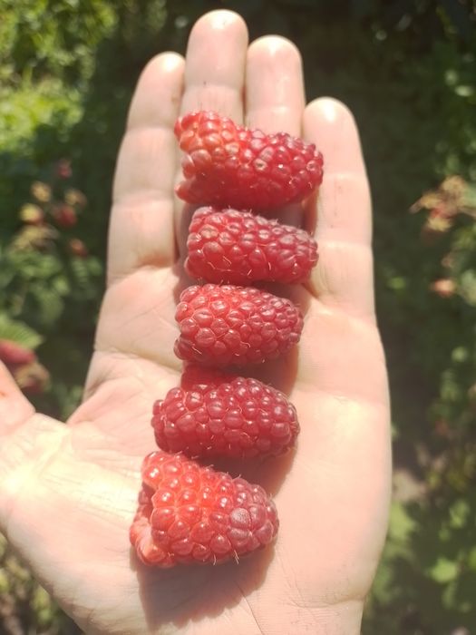 Продам саджанці малини