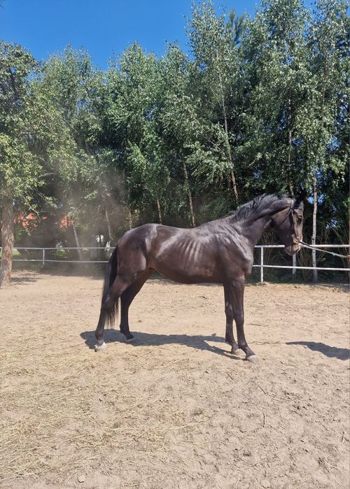 3-letni ogierek rasy Zangersheide po QUERIDO VG Z