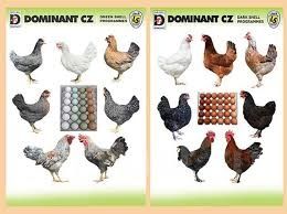 Теплик! Кури несушки! Доставка безкоштовна