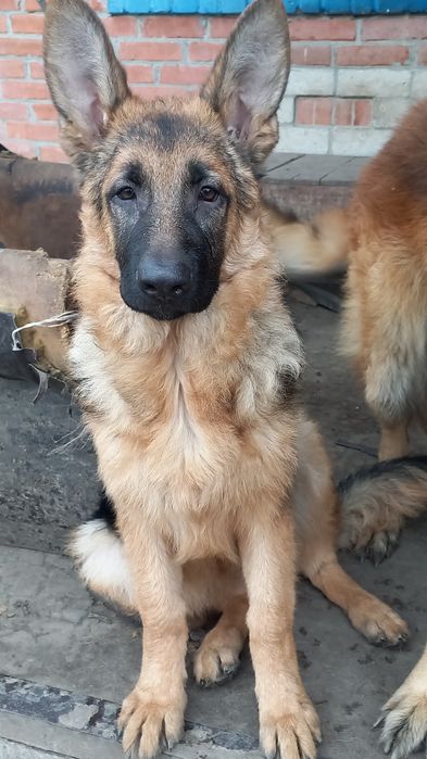 Щенки немецкой овчарки