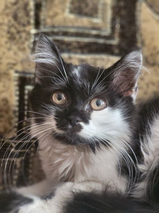 Віддамо пухнасту кішечку