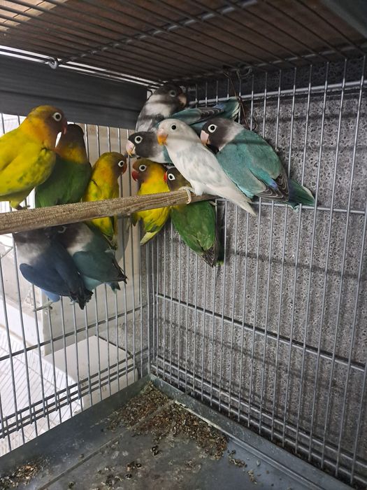 Aves disponíveis cerca de 40 de várias raças e cores