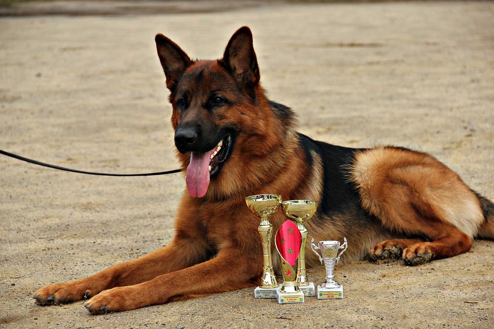 Цуценята німецткої вівчарки, допомога розплідника, підбір цуценя.