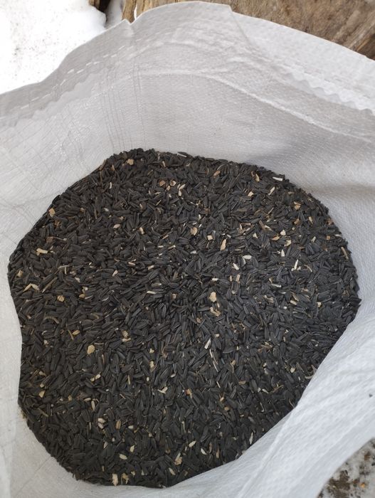 Насіння соняшнику для пташок синочок