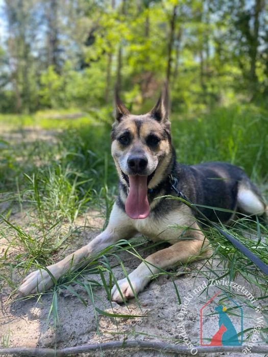 URODA WILKA - super charakter - piękna, duża Coria szuka domu