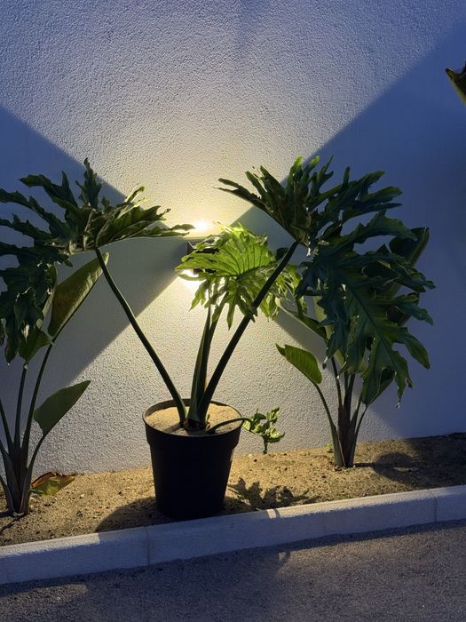 Planta Philodendro sellum