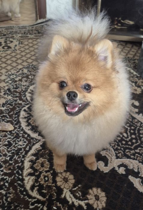 Продаётся щенок шпиц