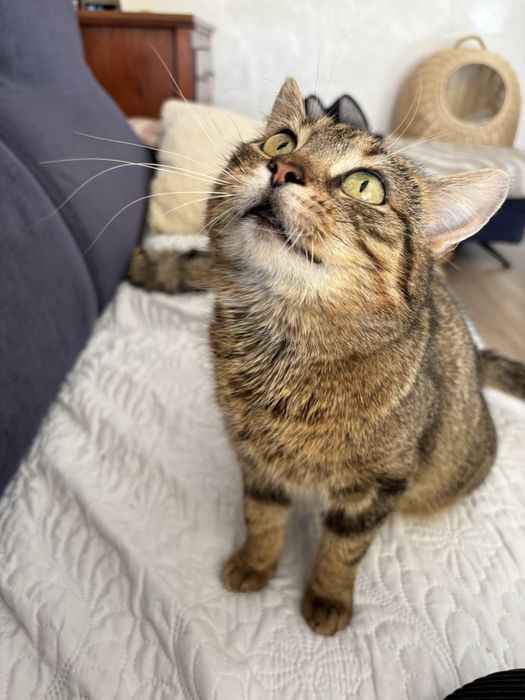 Misia do adopcji