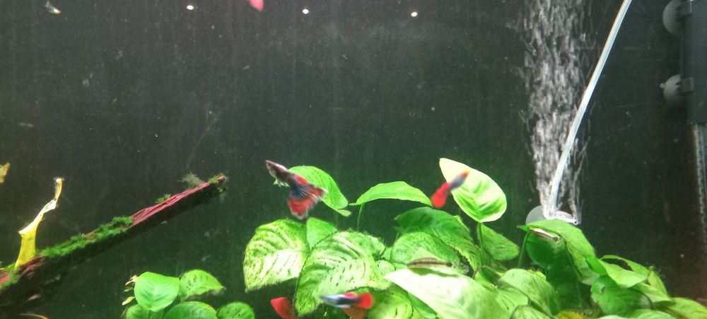 Guppy Dumbo Red Mosaic