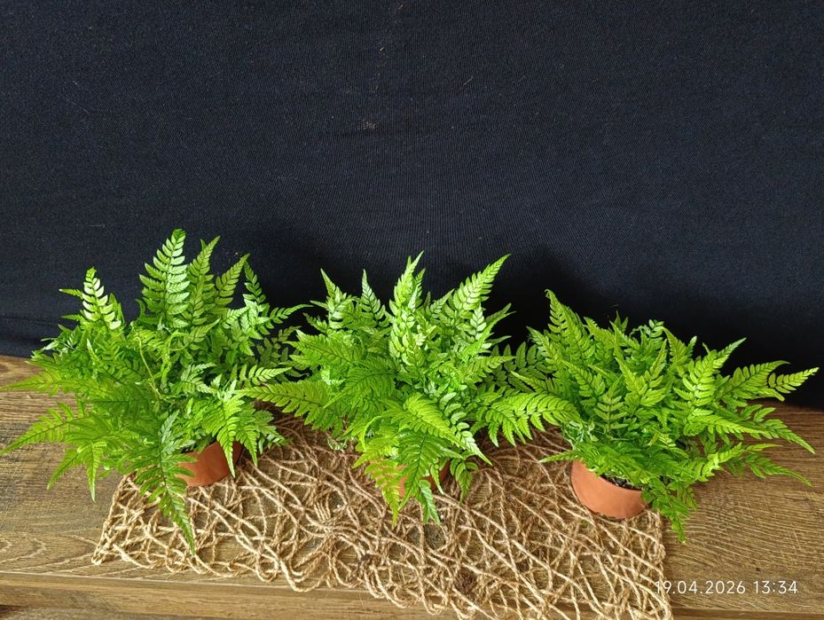Папороть Атіріум (Athyrium),