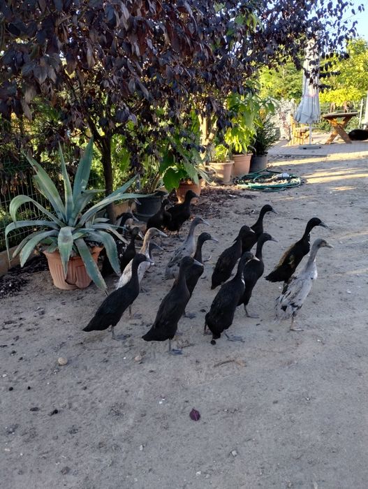 Biegusy indyjskie szmaragdowe