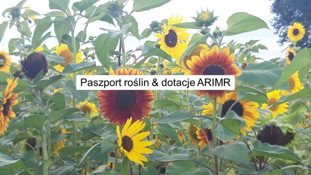 Słonecznik ozdobny na kwiat Cięty cena za 1 kg